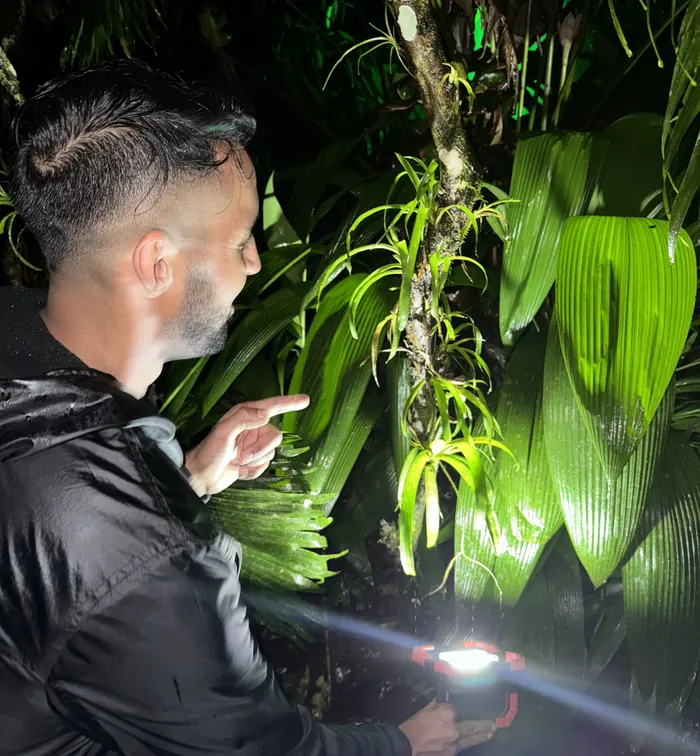 Amphibian study in the rainforest